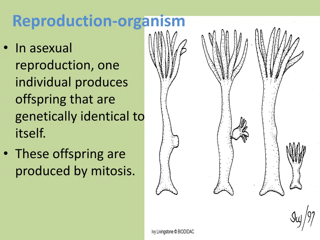 reproduction organism 1