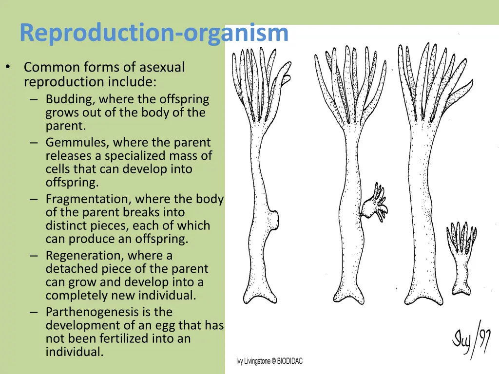 reproduction organism 2