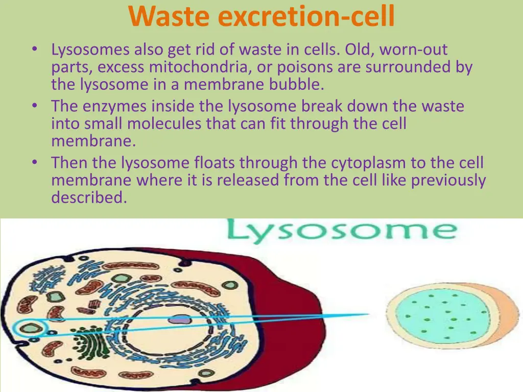 waste excretion cell lysosomes also