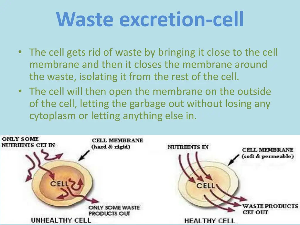 waste excretion cell