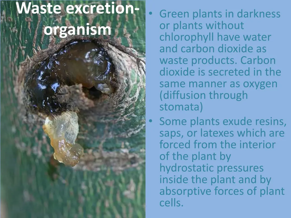 waste excretion organism 1