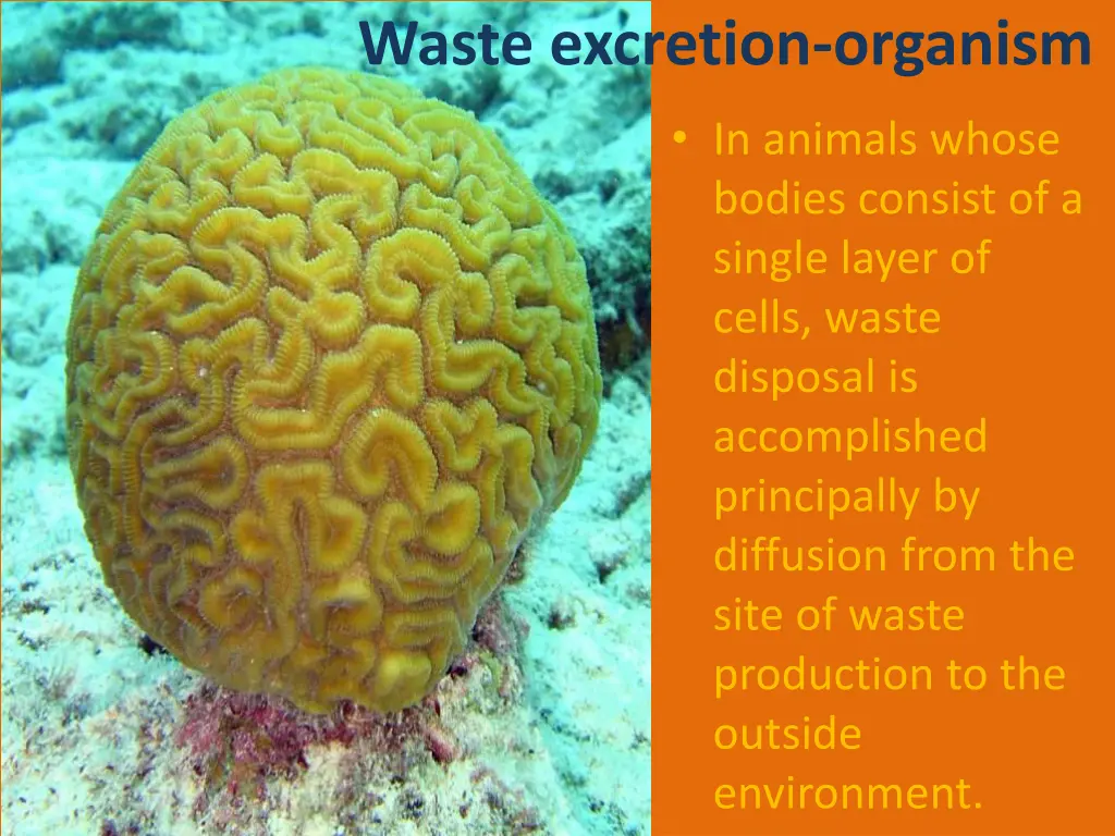 waste excretion organism 2