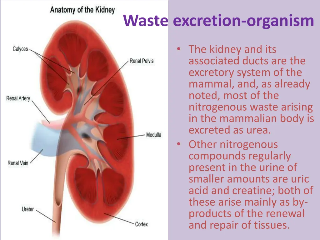 waste excretion organism 3