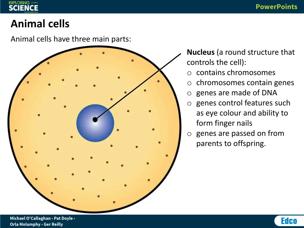 animal cells 2