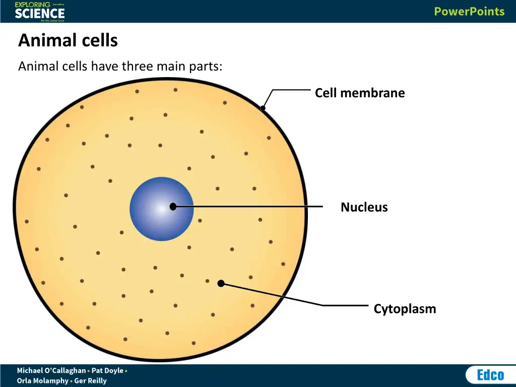 animal cells