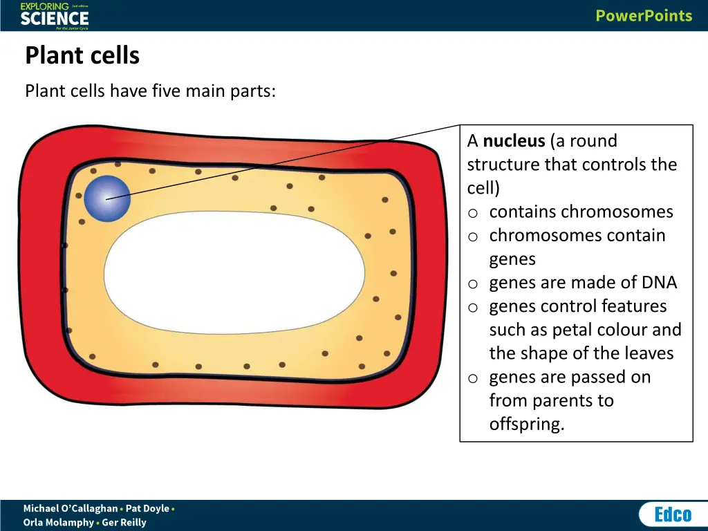 plant cells 2