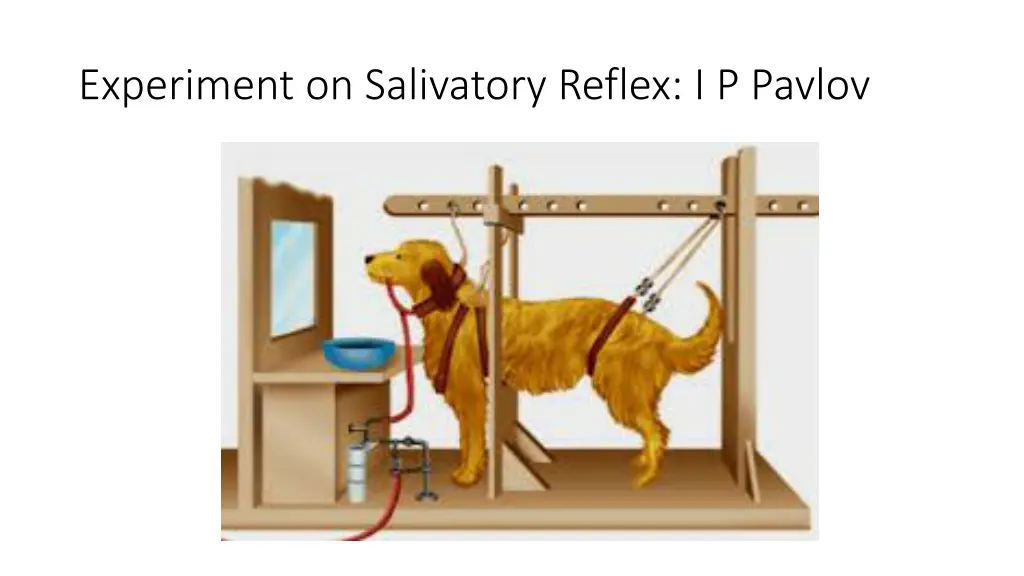 experiment on salivatory reflex i p pavlov