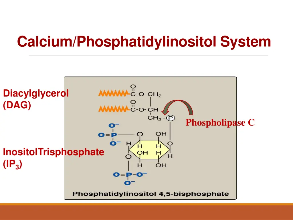 calcium phosphatidylinositol system