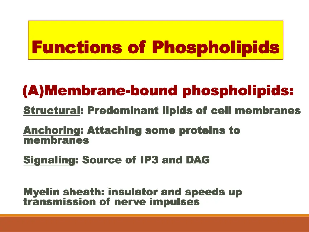 functions of phospholipids functions