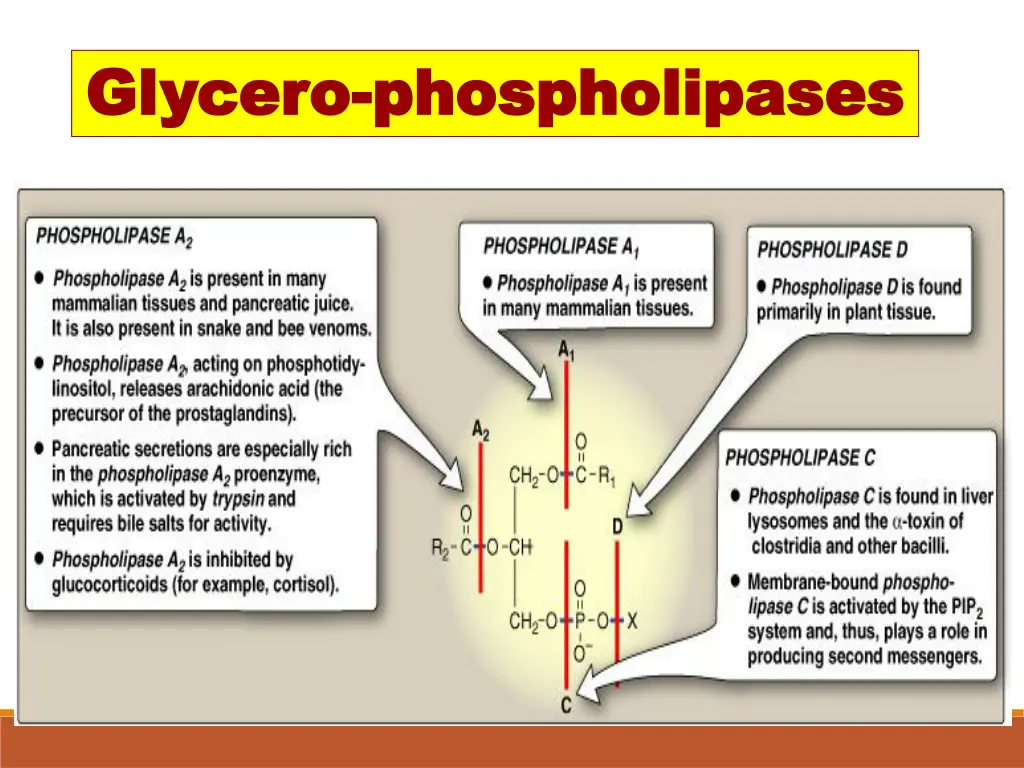 glycero glycero phospholipases phospholipases