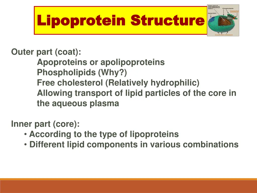 lipoprotein structure lipoprotein structure