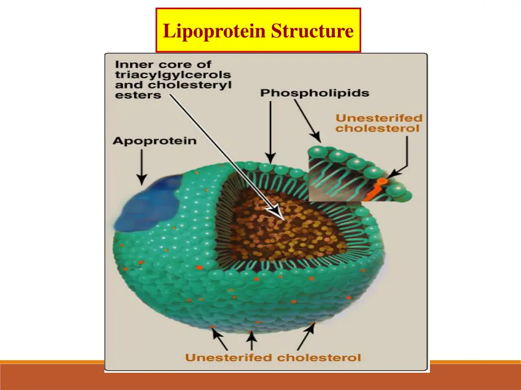 lipoprotein structure