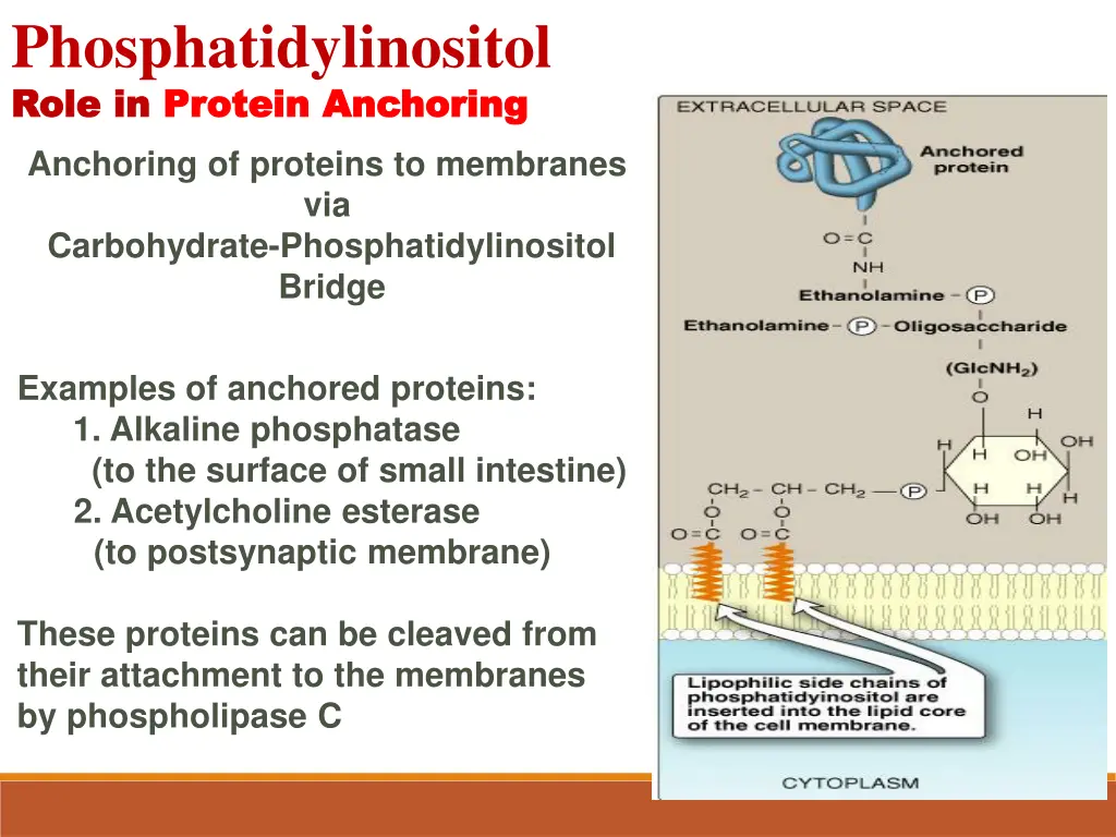 phosphatidylinositol role in role in protein