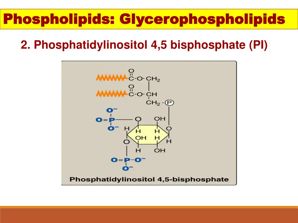 phospholipids phospholipids glycerophospholipids 2