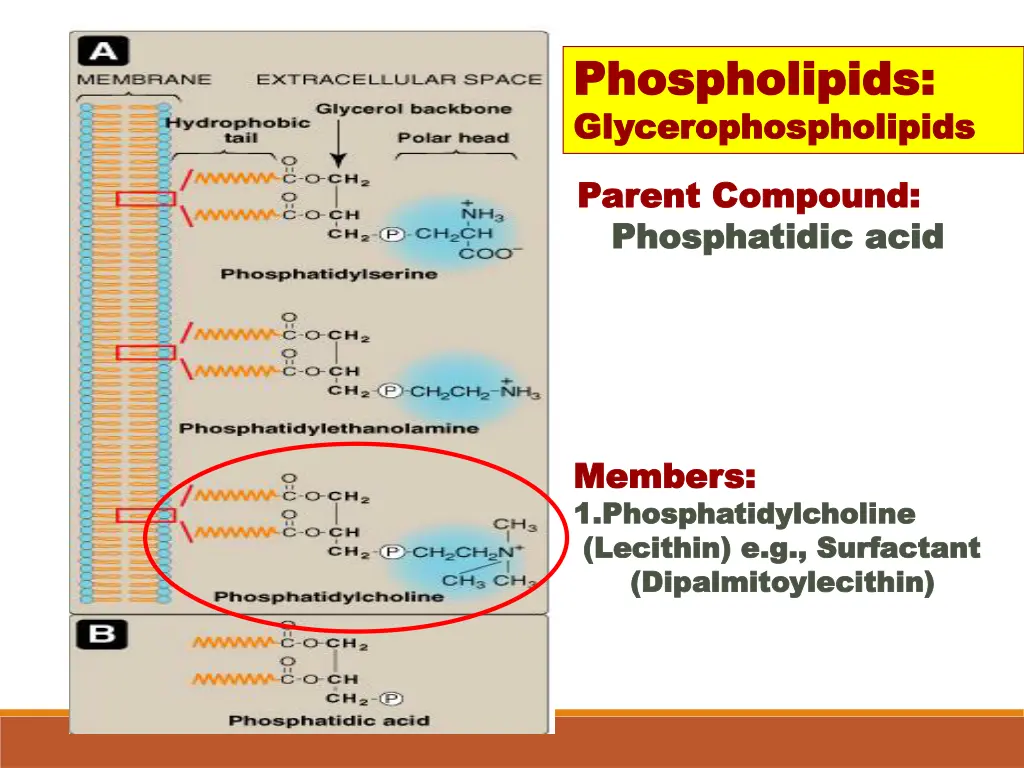 phospholipids phospholipids glycerophospholipids