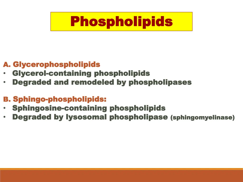 phospholipids phospholipids