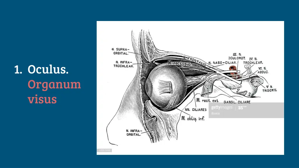 1 oculus organum visus