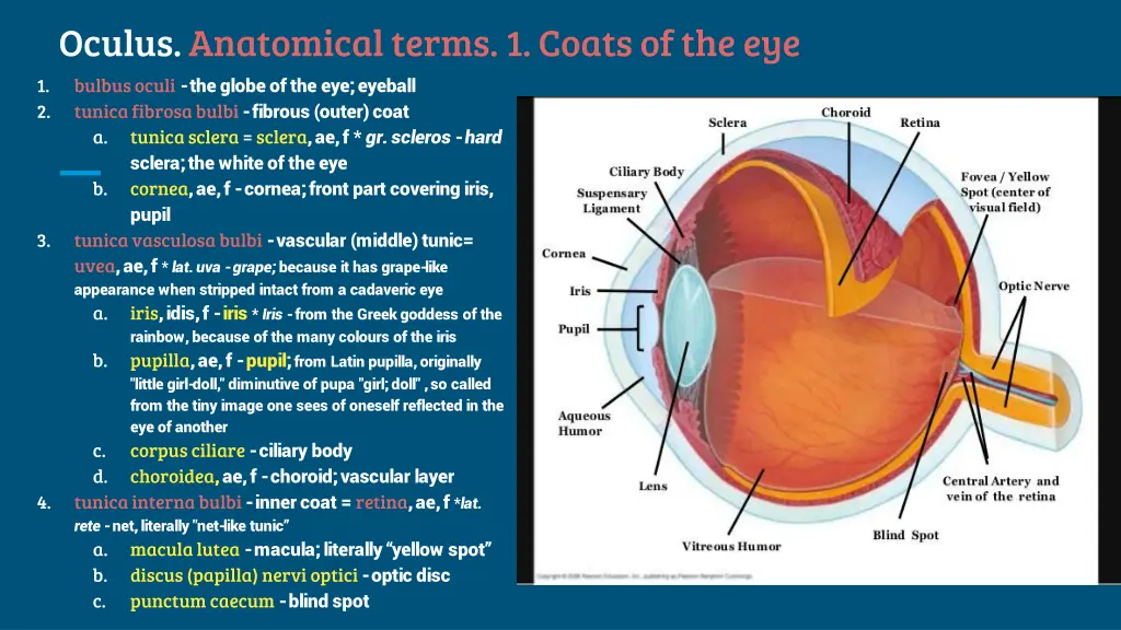 oculus anatomical terms 1 coats of the eye bulbus