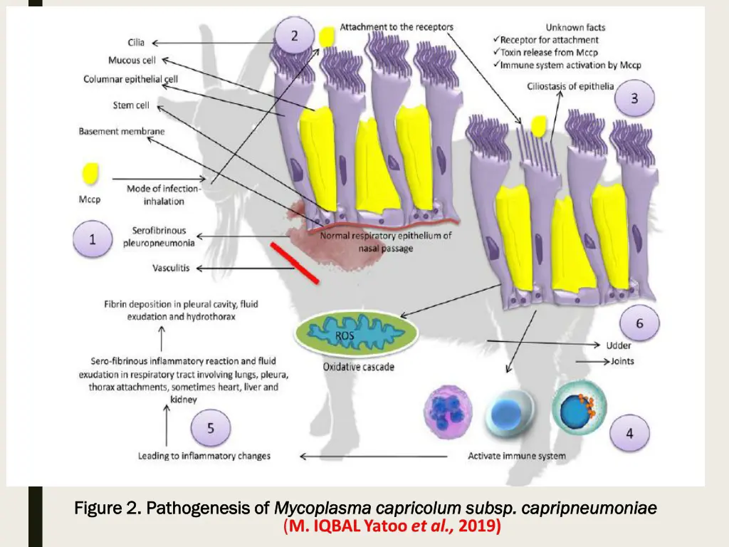 figure 2 pathogenesis of figure 2 pathogenesis