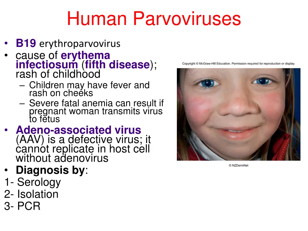 human parvoviruses