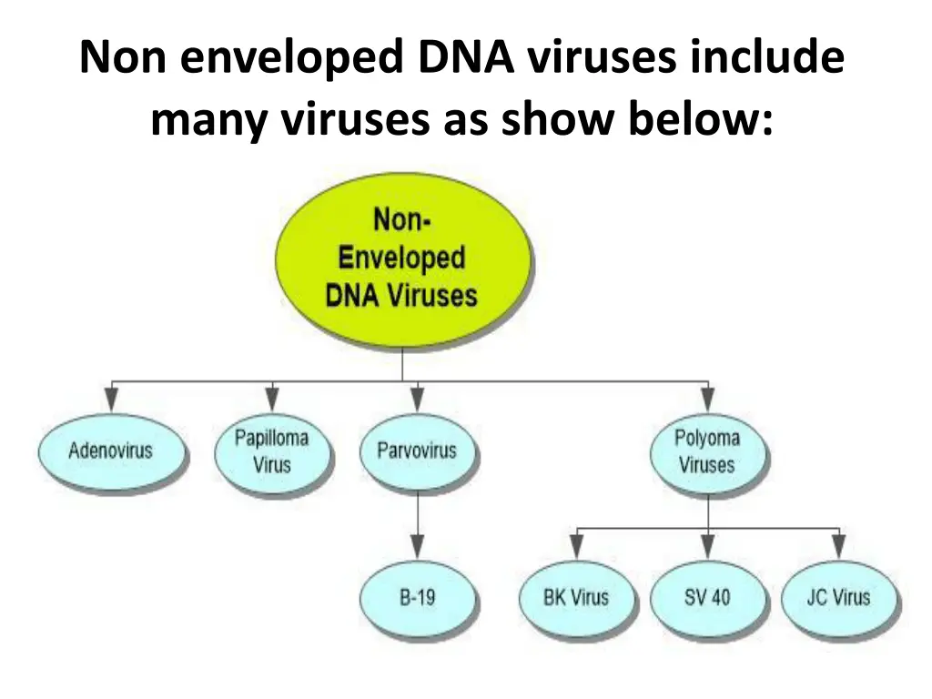 non enveloped dna viruses include many viruses