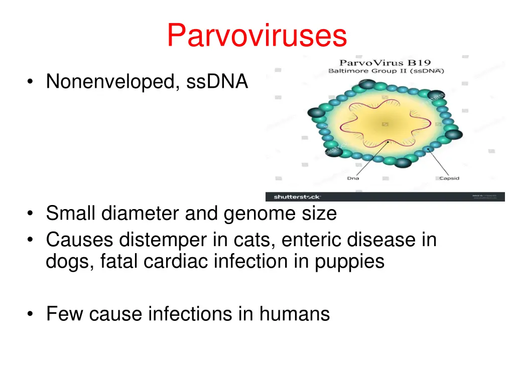 parvoviruses