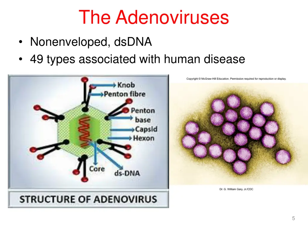 the adenoviruses