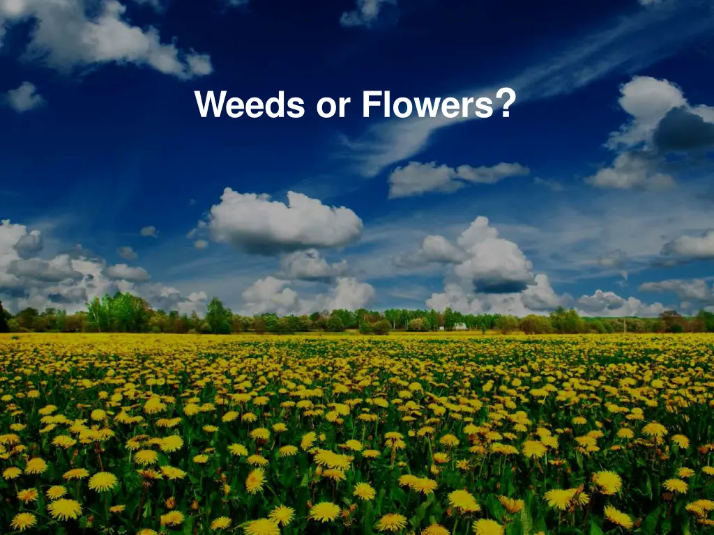 weeds or flowers