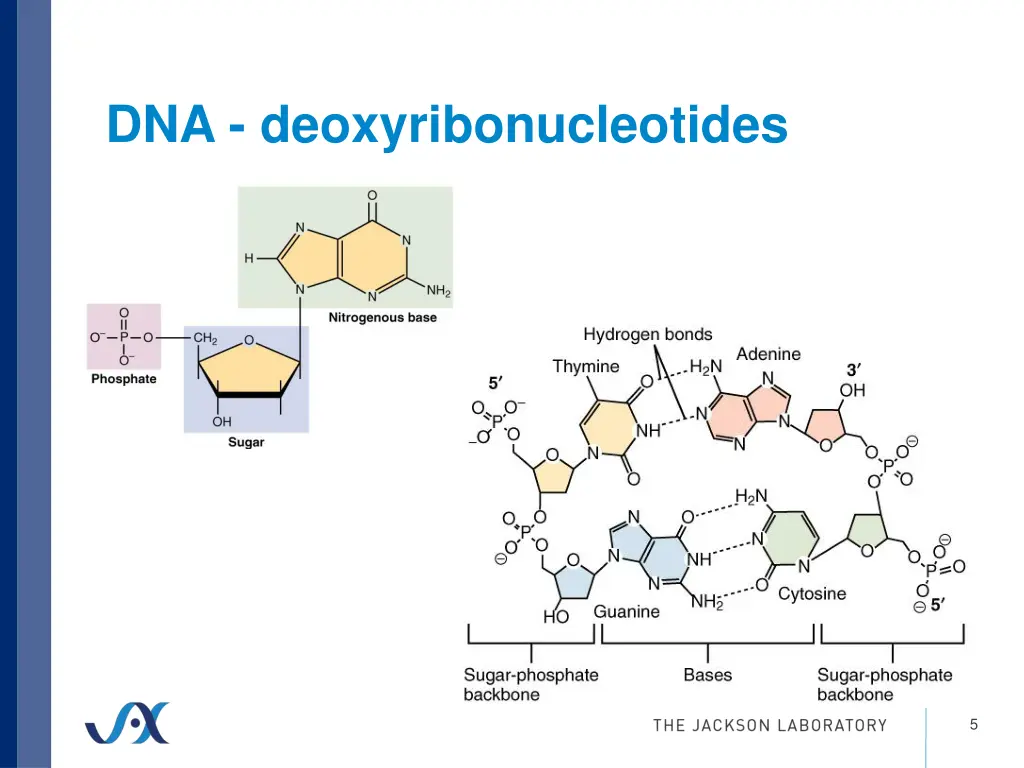 dna deoxyribonucleotides