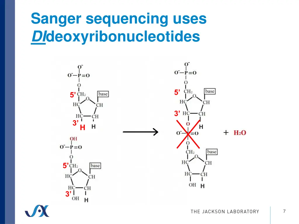 sanger sequencing uses di deoxyribonucleotides