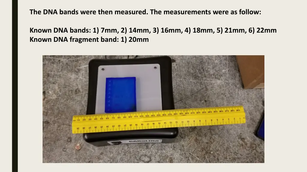 the dna bands were then measured the measurements