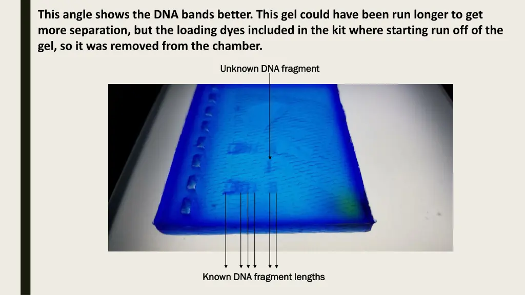 this angle shows the dna bands better this