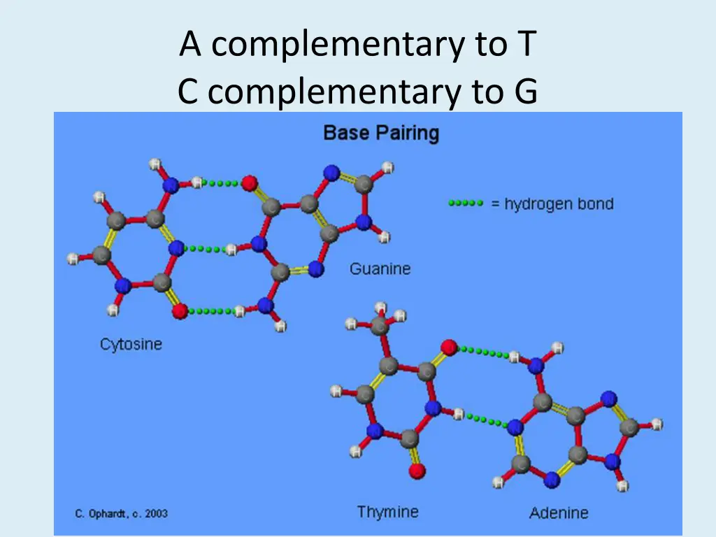 a complementary to t c complementary to g