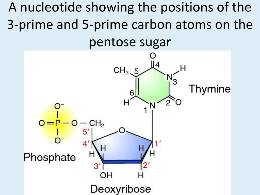 a nucleotide showing the positions of the 3 prime