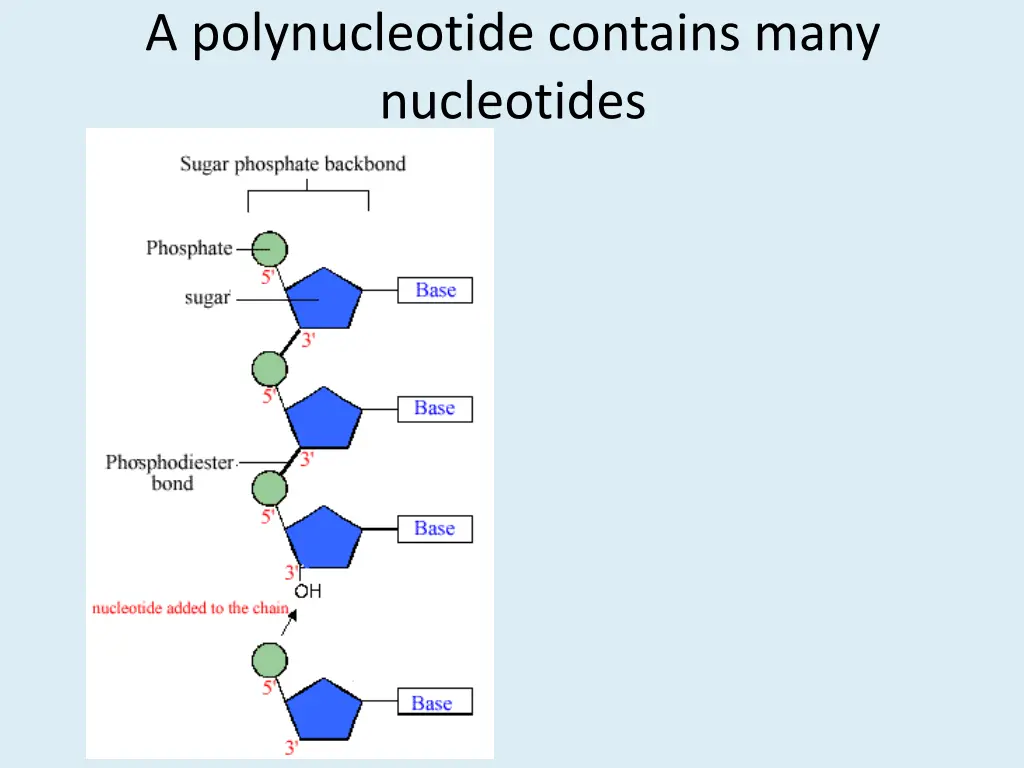 a polynucleotide contains many nucleotides