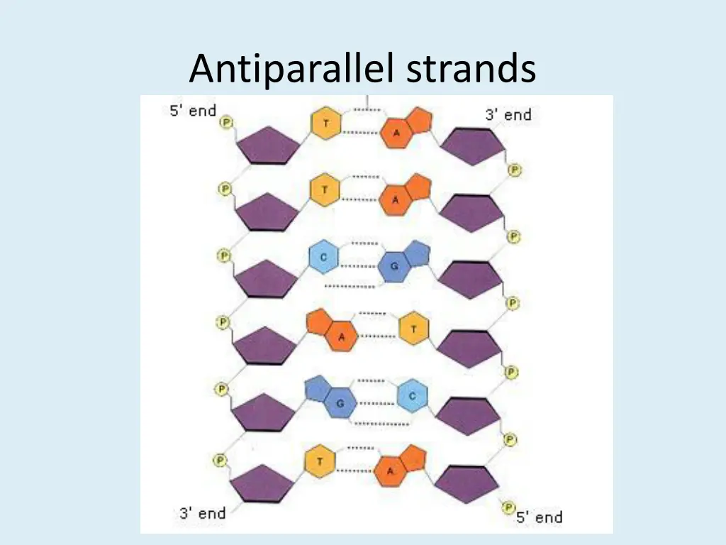 antiparallel strands