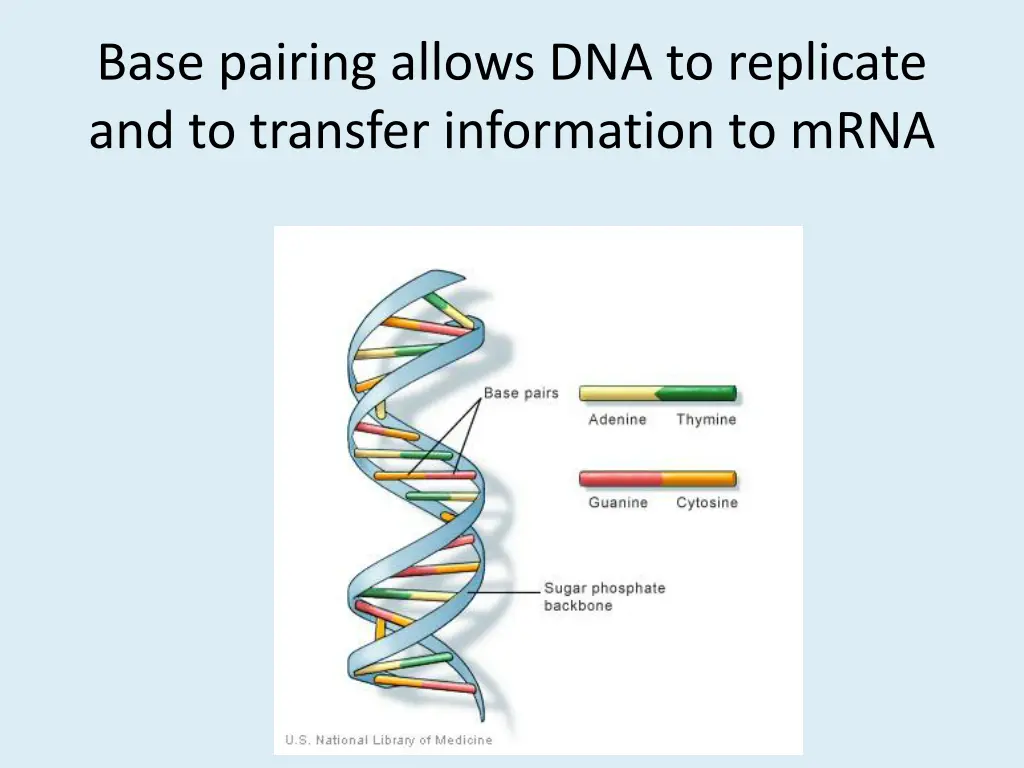 base pairing allows dna to replicate