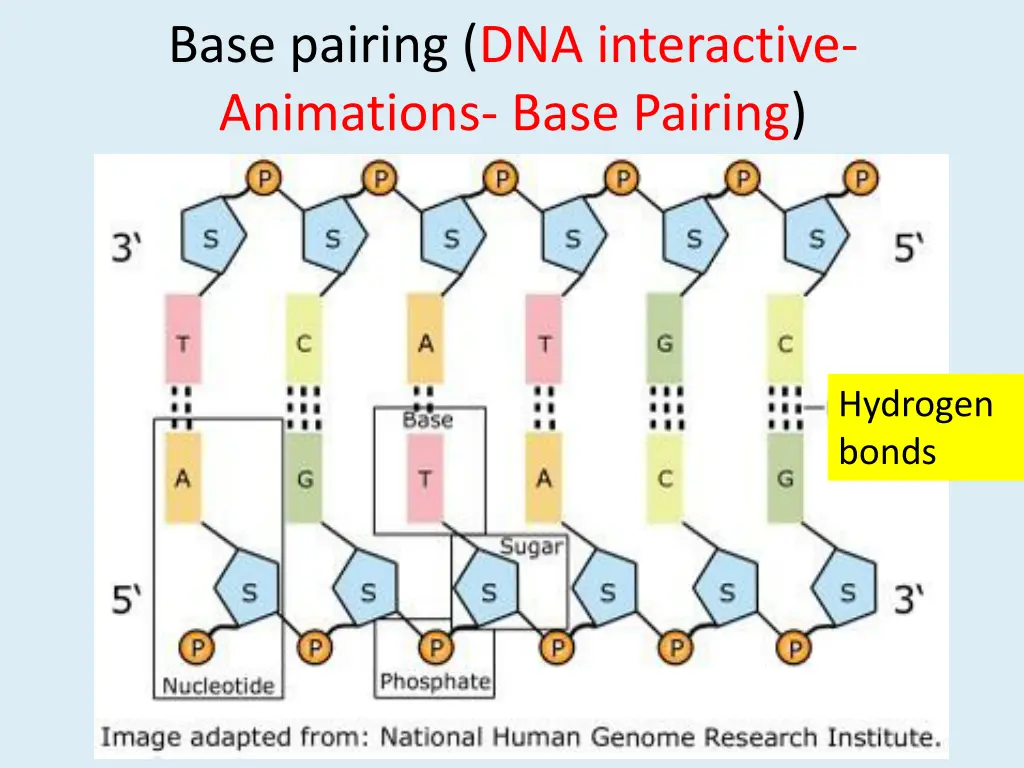 base pairing dna interactive animations base