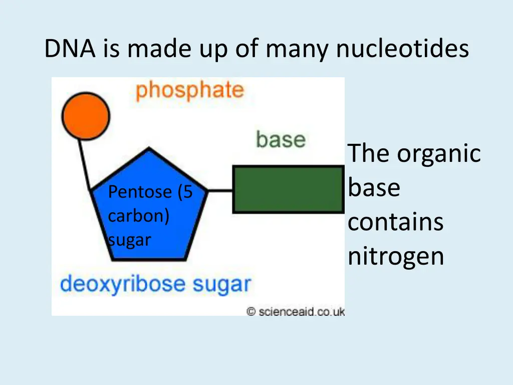 dna is made up of many nucleotides