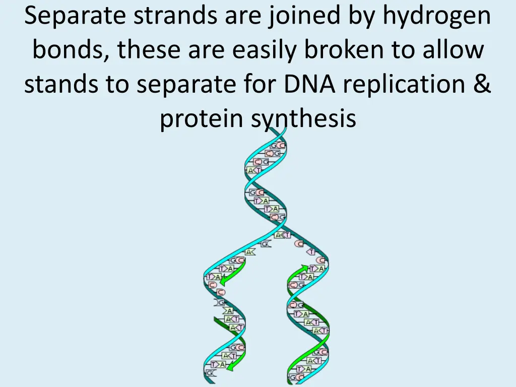 separate strands are joined by hydrogen bonds