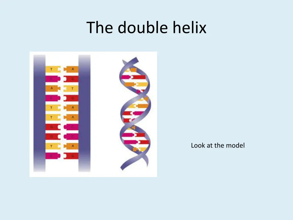 the double helix