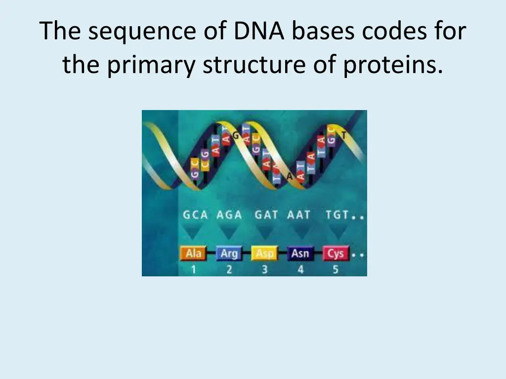 the sequence of dna bases codes for the primary