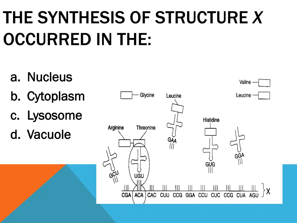 the synthesis of structure x occurred in the