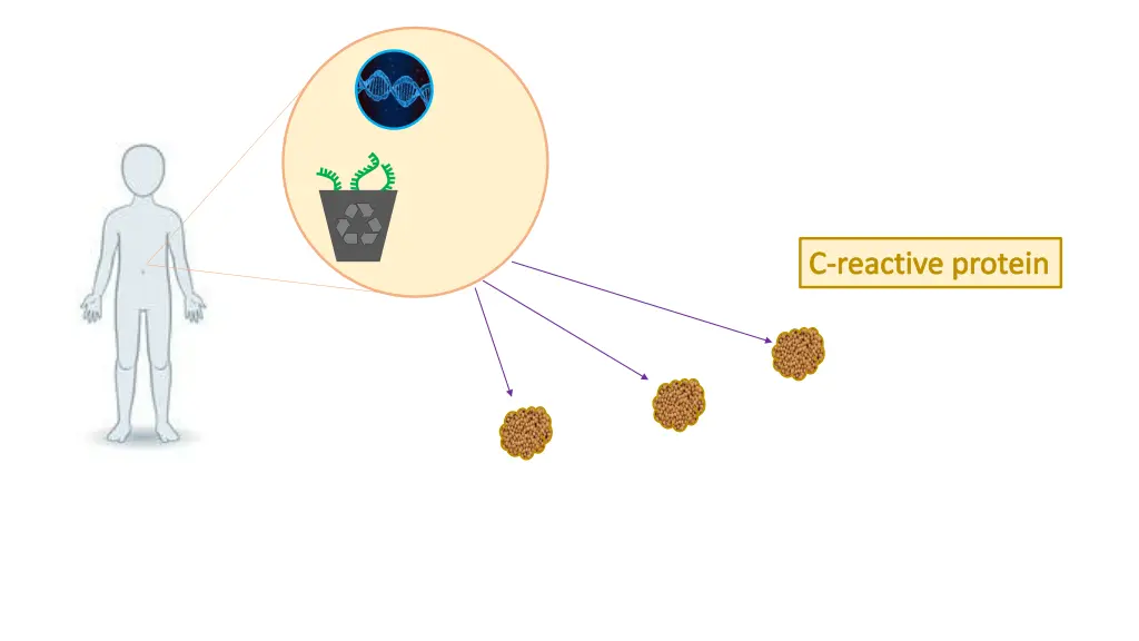 c reactive protein 1