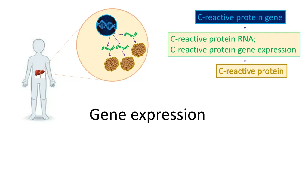 c reactive protein gene