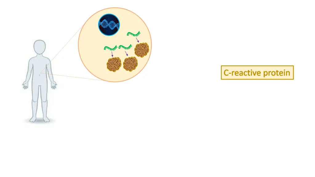 c reactive protein