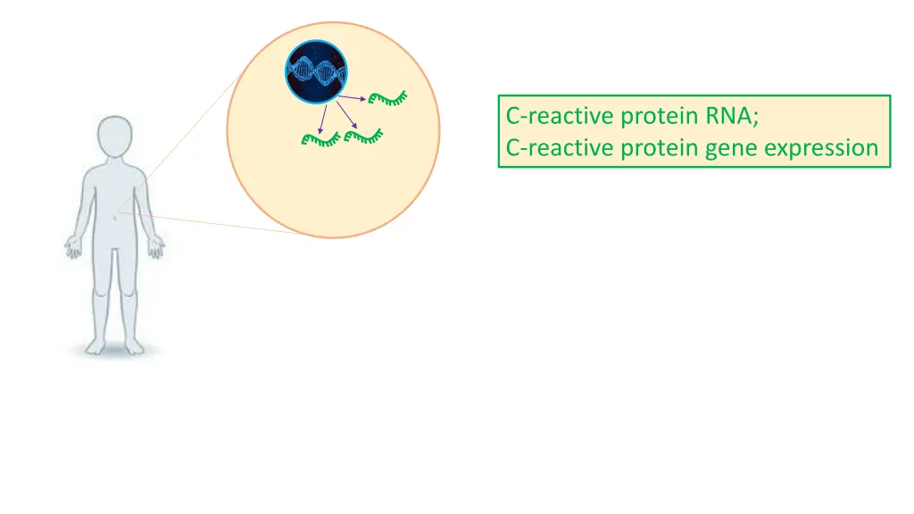 c reactive protein rna c reactive protein gene