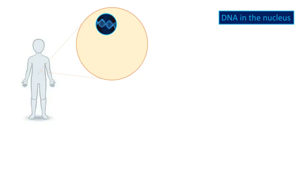 dna in the nucleus