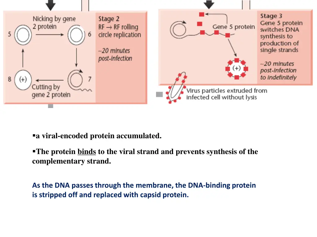 a viral encoded protein accumulated