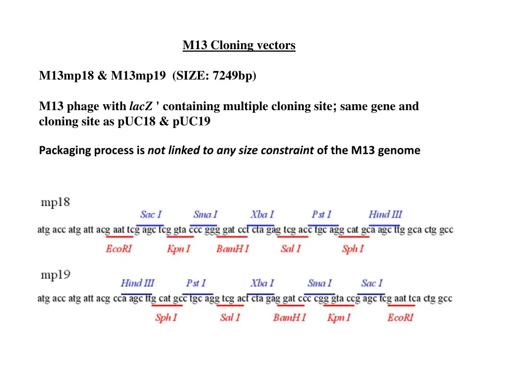 m13 cloning vectors